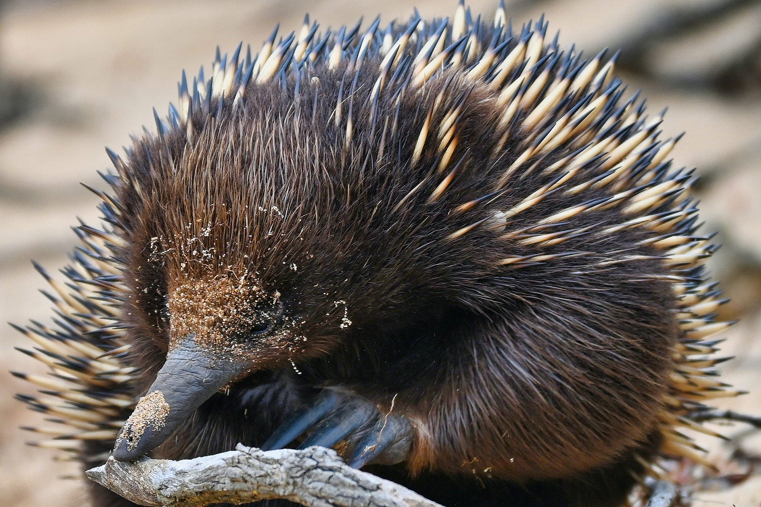 Echidnas Blow Snot Bubbles to Cool Down. Could We?