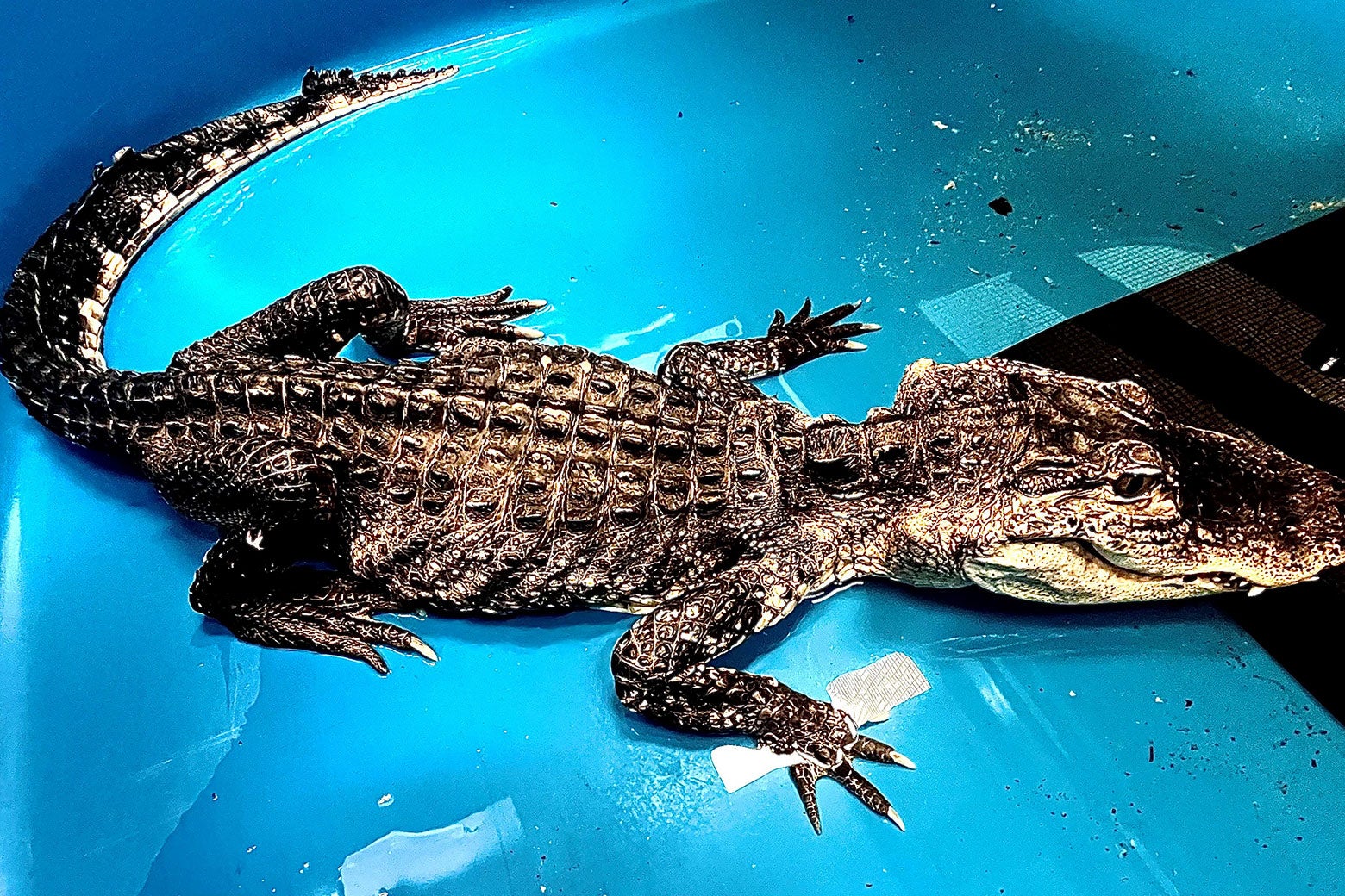 What’s Going on With the Prospect Park Alligator?