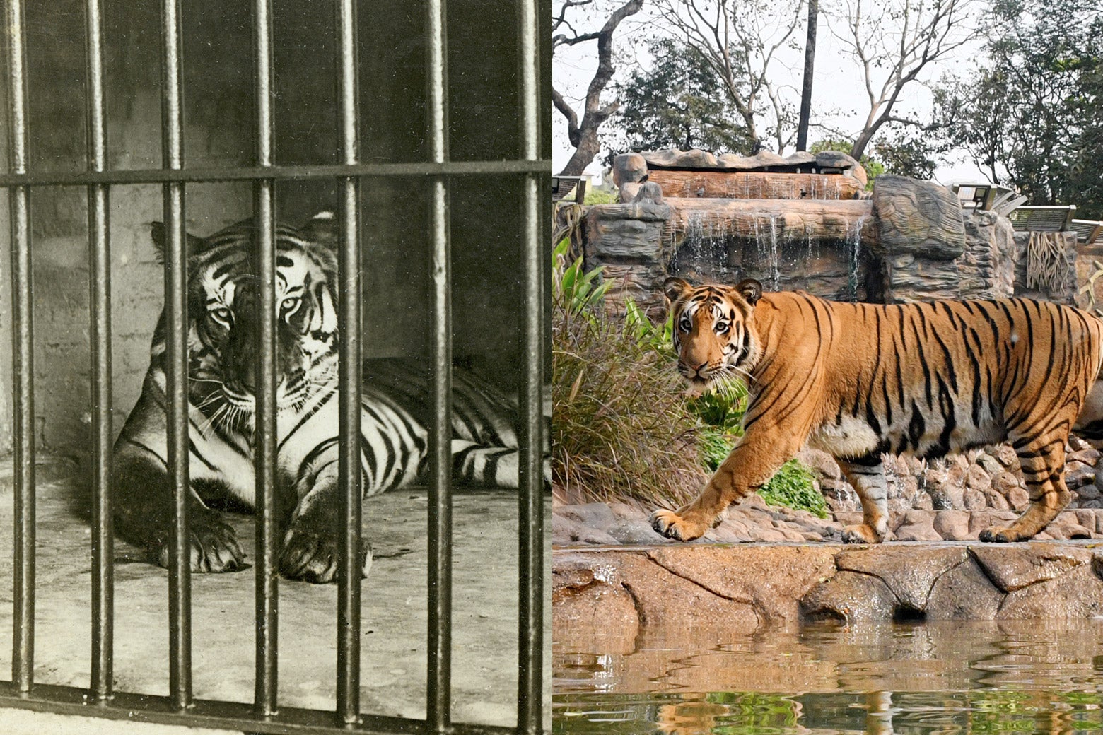 Why Zoos Can’t Completely Lock Down to Prevent What Happened in Dallas