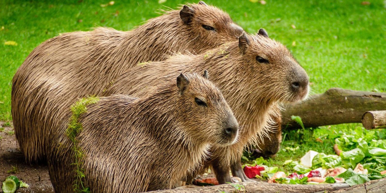 Why Capybaras Are Taking Over TikTok