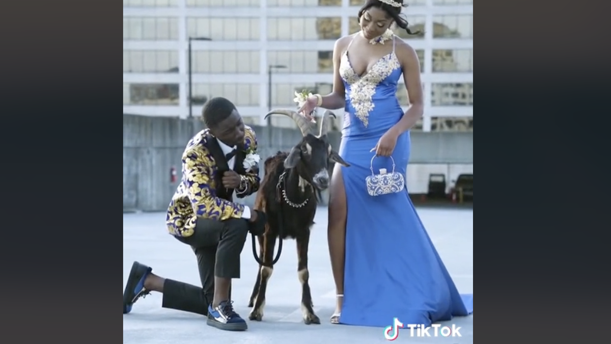 The Out-of-Touch Adults’ Guide to Kid Culture: Prom Pictures With Goats?