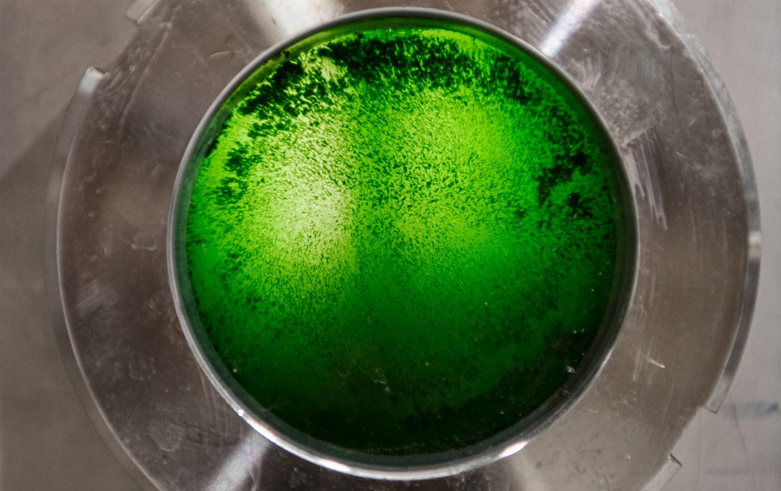 Brevel sprouts $18.5M to develop microalgae-based alternative proteins