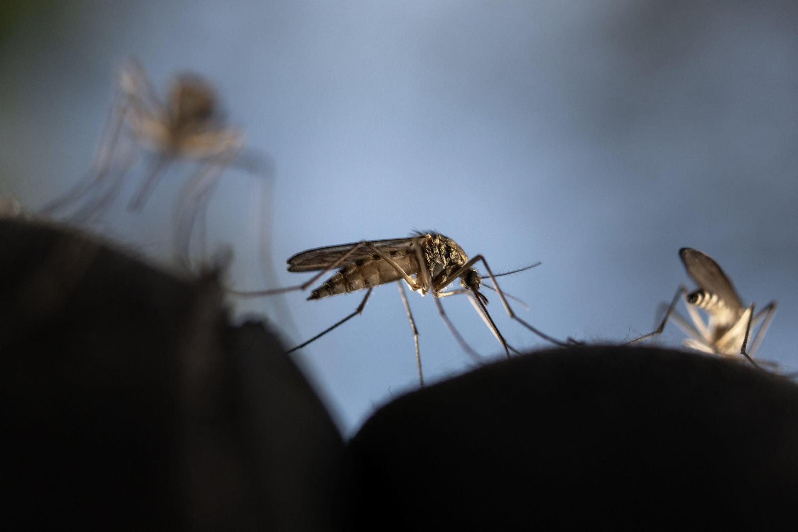 How Worried Should You Be About the U.S.–Based Malaria Cases?