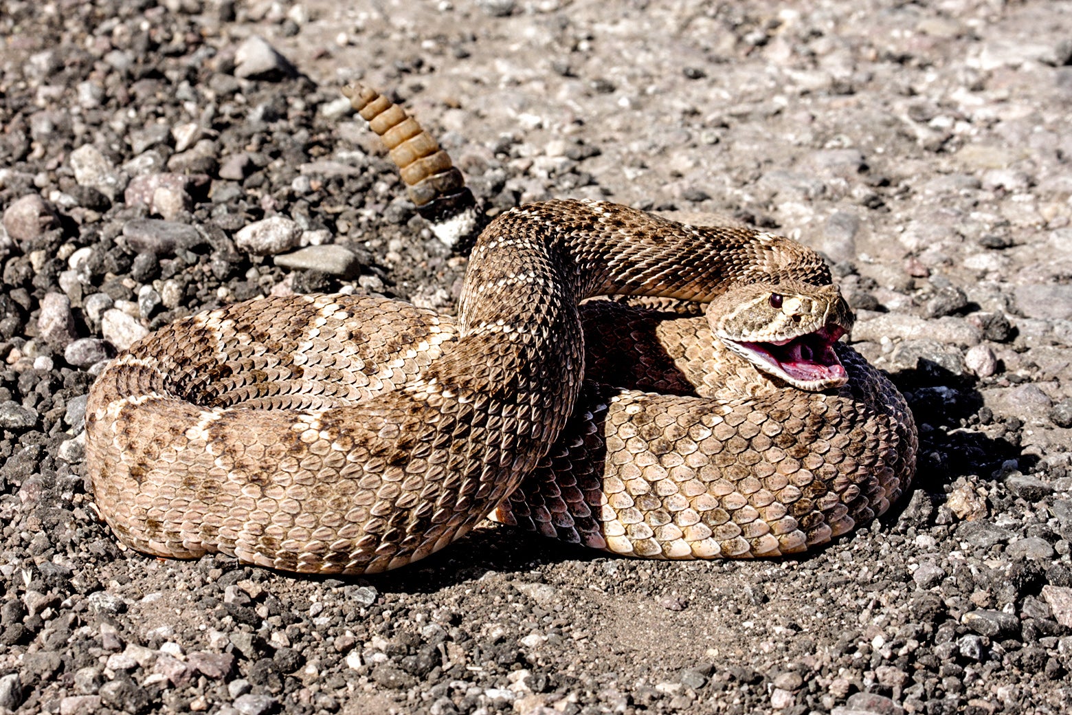 Snakebites May Be On the Rise. Here’s What to Do if You Get One.