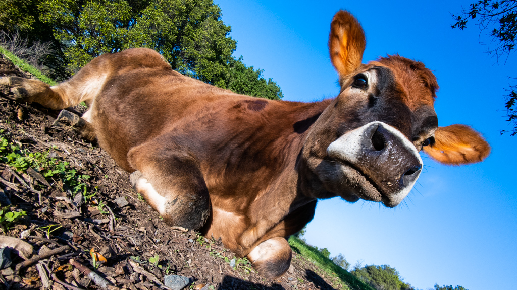 Apple saves a cow, reduces carbon by nixing leather in all future products