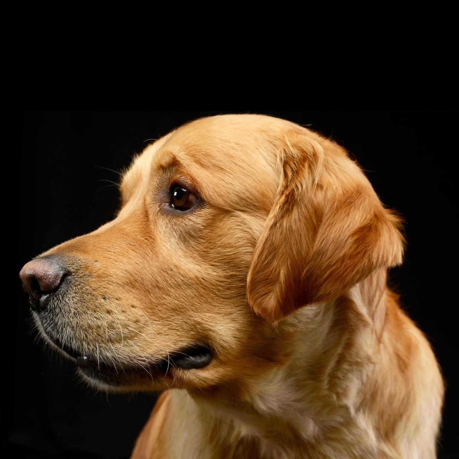The Truth About Golden Retrievers Could Change How We Think About Dogs for Good