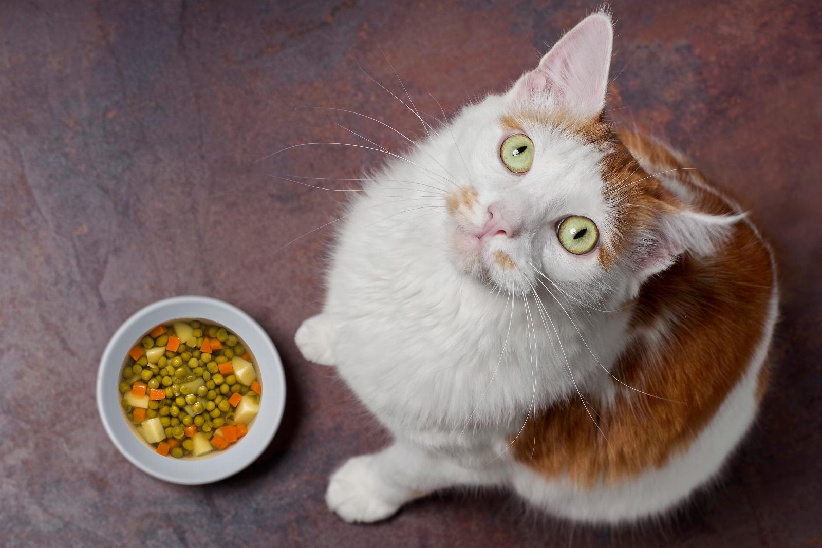 Can Cats Be Vegan?