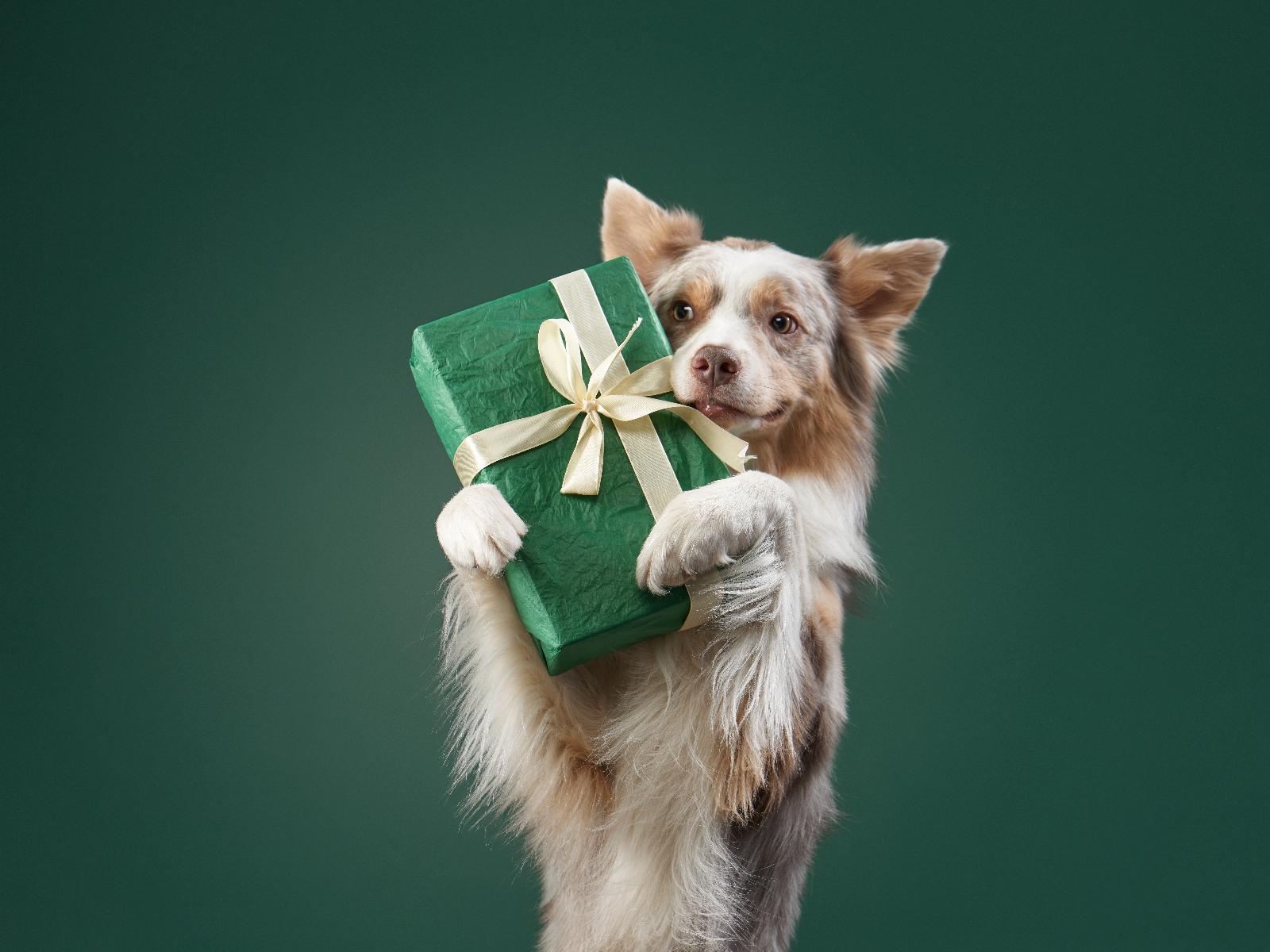 5 pet tech gifts for your fur babies in 2023