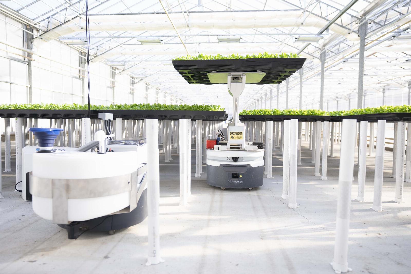 How robotics and AI helped Hippo Harvest land $21M to grow lettuce
