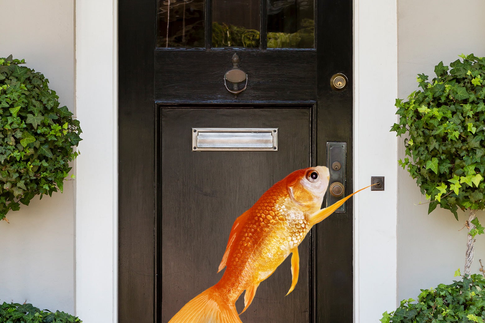 A Visit to the Fish Doorbell