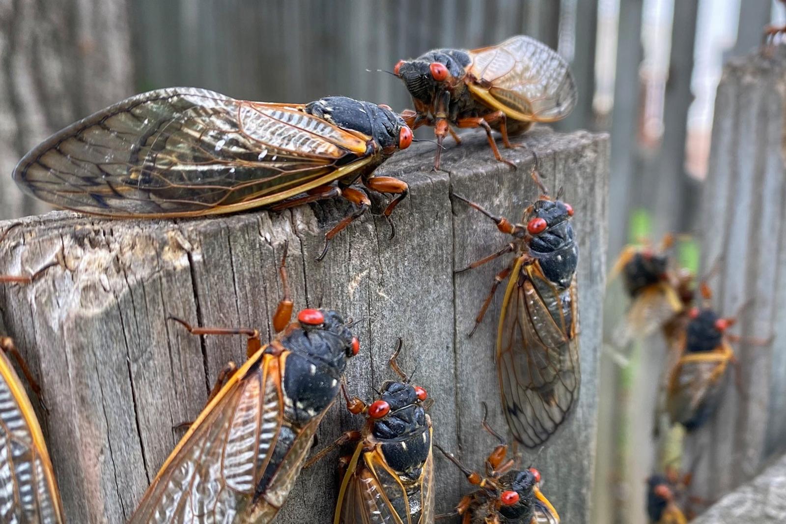 Weren’t the Cicadas, Like, Just Here?