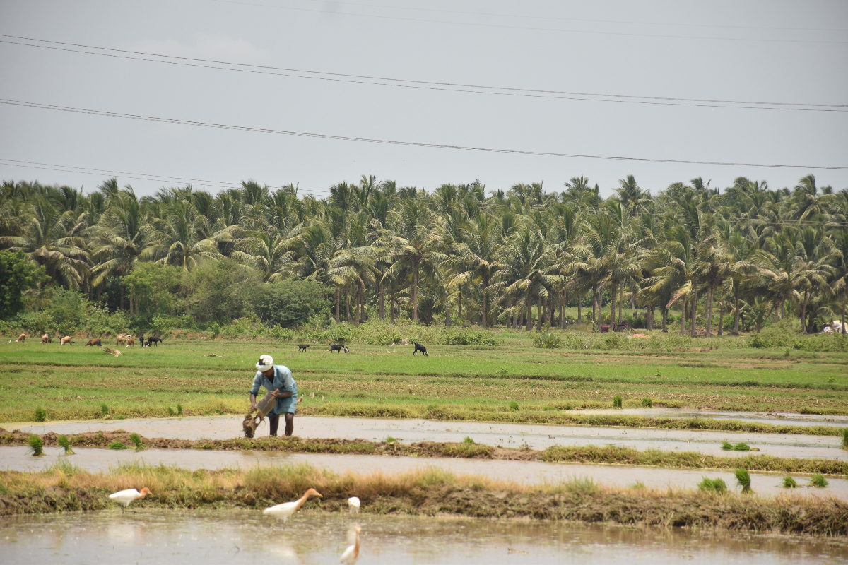Mitti Labs aims to make rice farming less harmful to the climate, starting in India