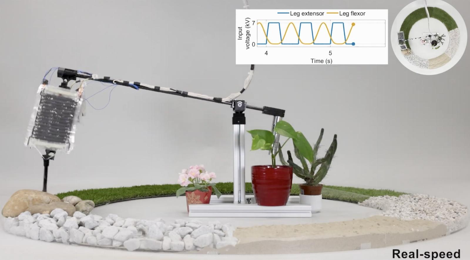 Electro-hydraulic muscles help these robot legs stand straight on uneven terrain